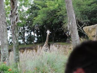 アニマルキングダム07